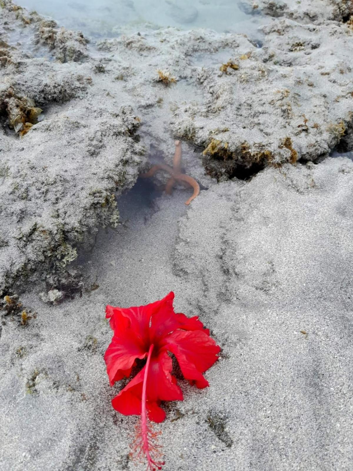 Pousada Flor Da Barra Maragogi Luaran gambar